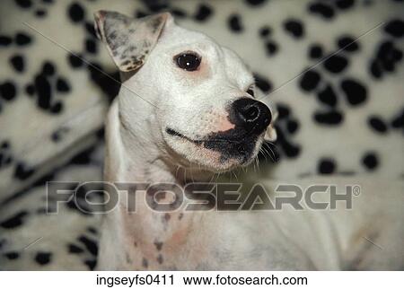 Dalmatian Posing Against Spotted Background View Large Photo Image Stock Image - Dalmatian Posing Against Spotted Background. Fotosearch