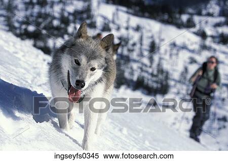 Dog and Person Hiking in Snow View Large Photo Image Stock Photography - Dog and Person Hiking in Snow. Fotosearch