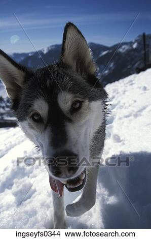 Picture - Dog Hiking Through Snow. Fotosearch