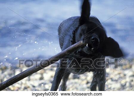Dog Playing with Stick on Beach View Large Photo Image Stock Photography - Dog Playing with Stick on Beach. Fotosearch