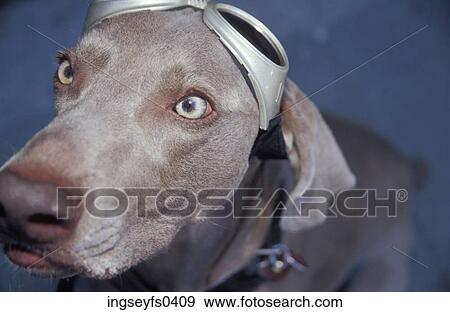 Stock Photo - Dog Wearing Goggles. Fotosearch