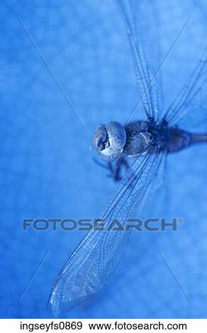 Stock Photo - Dragonfly. Fotosearch