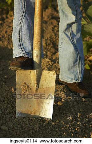 Driving A Shovel Into The Garden Soil View Large Photo Image Picture - Driving A Shovel Into The Garden Soil. Fotosearch