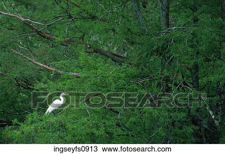 Egret View Large Photo Image Stock Image - Egret. Fotosearch