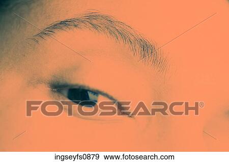 Eye and Eyebrow View Large Photo Image Stock Photo - Eye and Eyebrow. Fotosearch