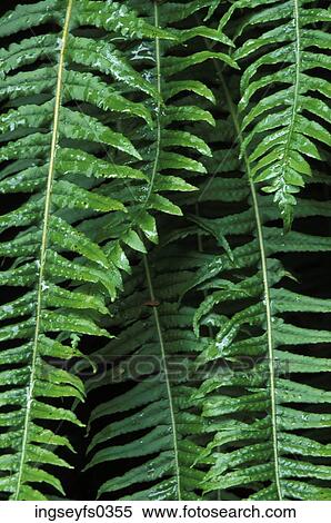 Fern Leaves View Large Photo Image Stock Photography - Fern Leaves. Fotosearch