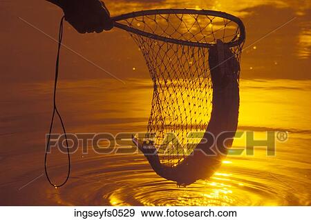 Fish Caught in Net View Large Photo Image Stock Photo - Fish Caught in Net. Fotosearch