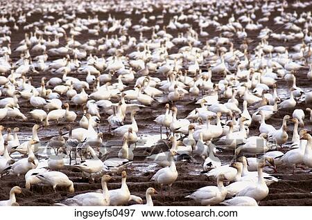 Flock of Geese at a Nesting Ground View Large Photo Image Stock Photo - Flock of Geese at a Nesting Ground. Fotosearch