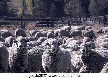 Flock of Sheep Standing in a Corral View Large Photo Image Stock Photo - Flock of Sheep Standing in a Corral. Fotosearch