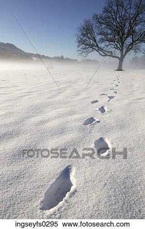 Footprints In Snow View Large Photo Image Stock Photography - Footprints In Snow. Fotosearch