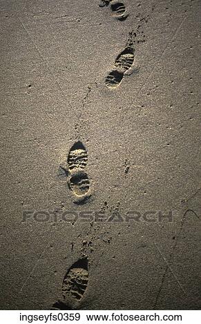 Footprints on Beach View Large Photo Image Stock Photo - Footprints on Beach. Fotosearch