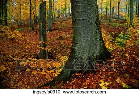 Forest in Fall View Large Photo Image Stock Image - Forest in Fall. Fotosearch