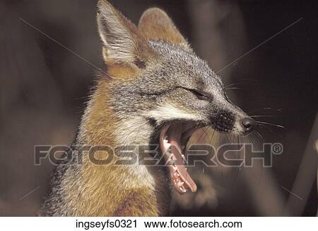 Stock Image - Fox Yawning. Fotosearch