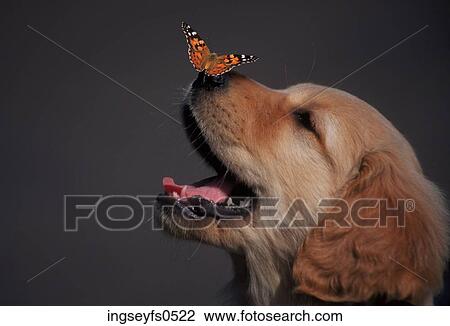 Golden Retriever With Butterfly on his Nose View Large Photo Image Stock Image - Golden Retriever With Butterfly on his Nose. Fotosearch