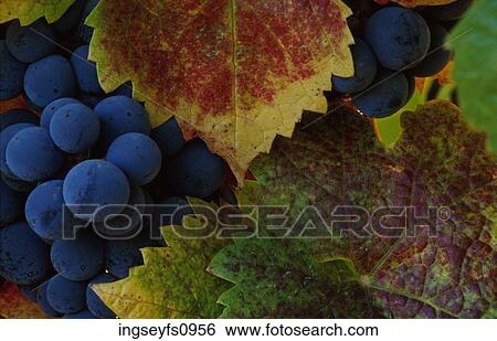 Grapes on the Vine View Large Photo Image Stock Photograph - Grapes on the Vine. Fotosearch