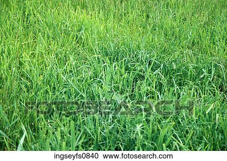 Stock Image - Grass. Fotosearch