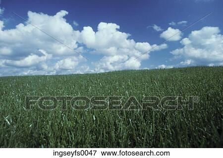 Greeen Crops View Large Photo Image Stock Photo - Greeen Crops. Fotosearch