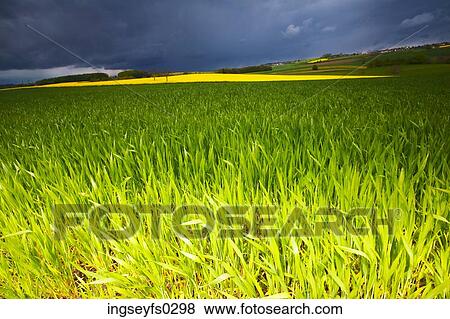 Green Field Of Grass View Large Photo Image Stock Photo - Green Field Of Grass. Fotosearch