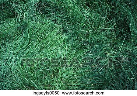 Stock Image - Green Grass. Fotosearch