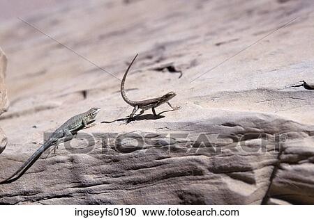 Green Lizards On A Brown Desert Rock View Large Photo Image Stock Image - Green Lizards On A Brown Desert Rock. Fotosearch