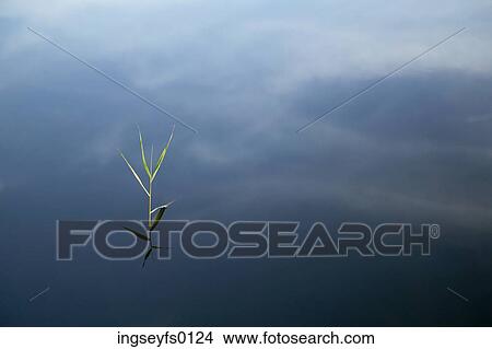 Green Plant Growing In Blue Water Reflecting Clouds View Large Photo Image Picture - Green Plant Growing In Blue Water Reflecting Clouds. Fotosearch