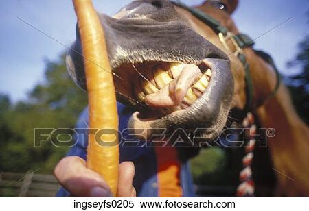 Hand Feeding A Horse A Carrot View Large Photo Image Stock Photography - Hand Feeding A Horse A Carrot. Fotosearch