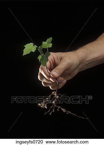 Hand Holding a Fragile Plant View Large Photo Image Stock Image - Hand Holding a Fragile Plant. Fotosearch