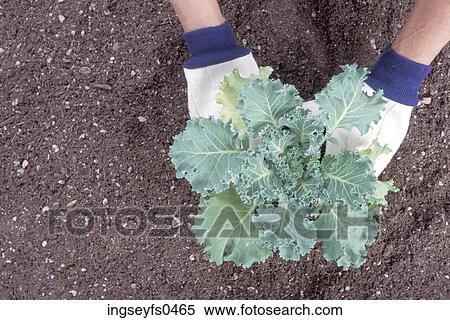 Stock Photography - Hands Planting a Vegetable. Fotosearch