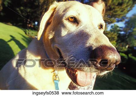 Happy Dog Panting View Large Photo Image Stock Photo - Happy Dog Panting. Fotosearch