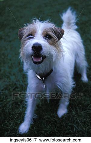 Happy Little Dog View Large Photo Image Stock Photo - Happy Little Dog. Fotosearch