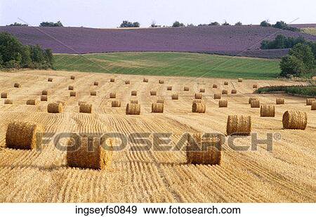Hay Field View Large Photo Image Stock Photo - Hay Field. Fotosearch