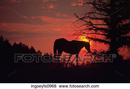 Horse on a Hill at Sunset View Large Photo Image Stock Photo - Horse on a Hill at Sunset. Fotosearch