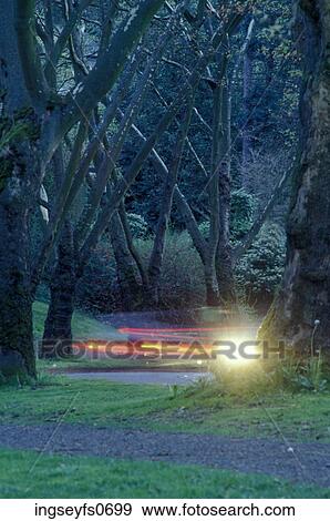 Light in the Trees View Large Photo Image Stock Photo - Light in the Trees. Fotosearch