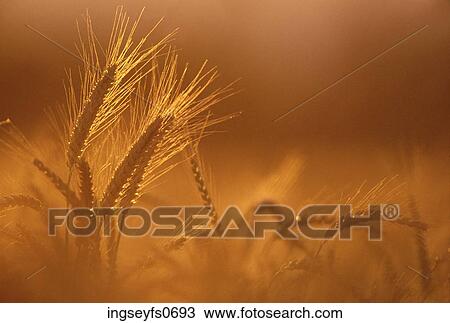 Stock Image - Light on Wheat. Fotosearch