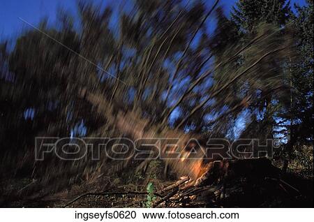 Logged Tree Falling Down View Large Photo Image Stock Image - Logged Tree Falling Down. Fotosearch