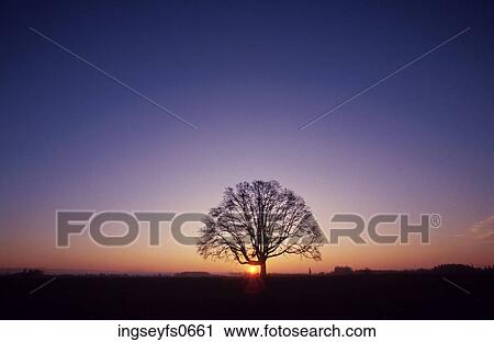 Lone Tree at Sunset View Large Photo Image Stock Image - Lone Tree at Sunset. Fotosearch
