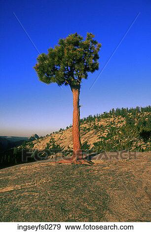 Lone Tree Standing On Mountain At Sunset View Large Photo Image Stock Photo - Lone Tree Standing On Mountain At Sunset. Fotosearch