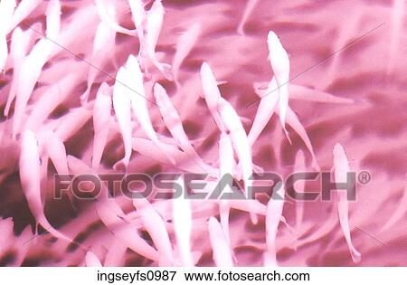 Minnow in the Water View Large Photo Image Stock Photo - Minnow in the Water. Fotosearch