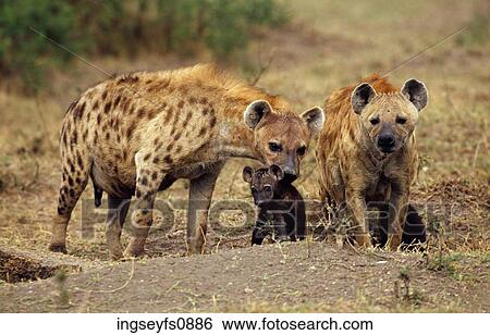 Mothers Protecting Their Young View Large Photo Image Stock Photograph - Mothers Protecting Their Young. Fotosearch