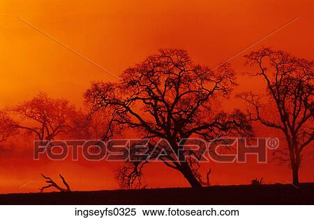Oak Trees With Red Sky View Large Photo Image Stock Photography - Oak Trees With Red Sky. Fotosearch