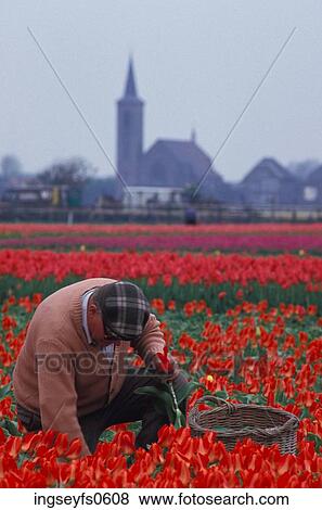 Old Man Harvesting Tulips View Large Photo Image Stock Photo - Old Man Harvesting Tulips. Fotosearch
