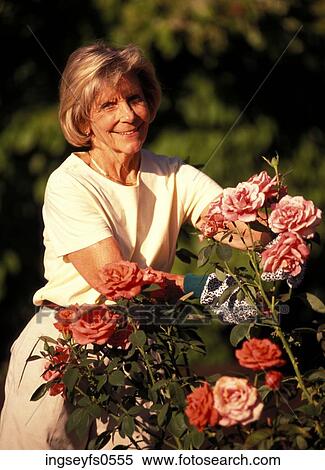 Old Woman Pruning Rose Bushes View Large Photo Image Stock Photography - Old Woman Pruning Rose Bushes. Fotosearch