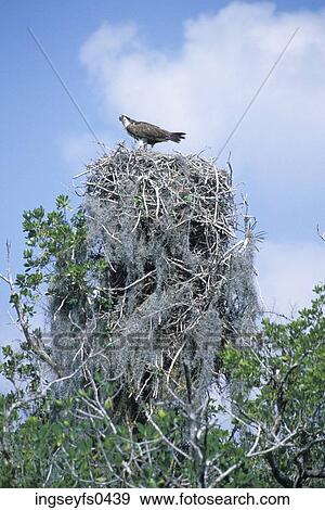 Osprey Perched on Huge Nest View Large Photo Image Stock Photo - Osprey Perched on Huge Nest. Fotosearch