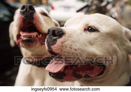 Pair of Pooches View Large Photo Image Picture - Pair of Pooches. Fotosearch