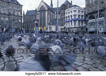 Pigeons in a Town Square View Large Photo Image Stock Image - Pigeons in a Town Square. Fotosearch