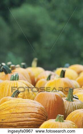 Pumpkins Ready for Sale View Large Photo Image Stock Photo - Pumpkins Ready for Sale. Fotosearch