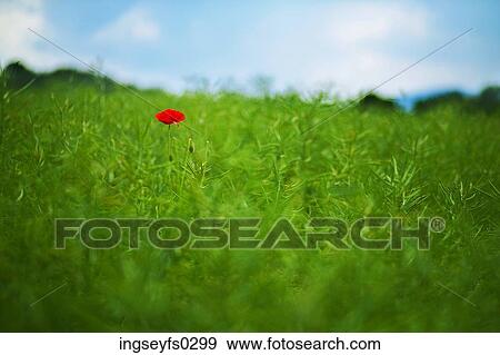 Red Flower Standing In Green Grass View Large Photo Image Stock Photo - Red Flower Standing In Green Grass. Fotosearch
