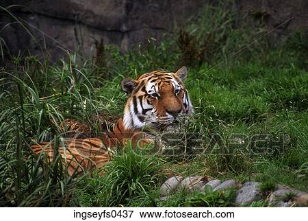 Resting Tiger View Large Photo Image Stock Photo - Resting Tiger. Fotosearch