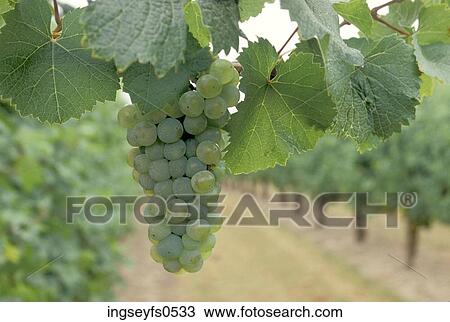 Riesling Grapes Hanging on Vine View Large Photo Image Stock Image - Riesling Grapes Hanging on Vine. Fotosearch