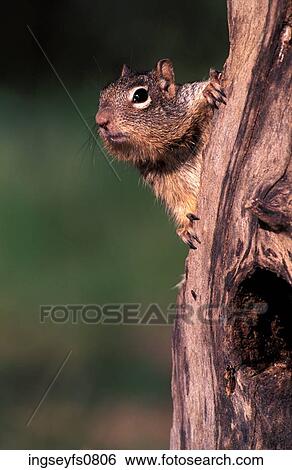 Rock Squirrel View Large Photo Image Stock Photograph - Rock Squirrel. Fotosearch
